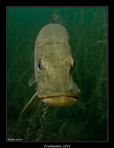 Friendly pike by Beate Seiler 